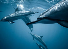 世界杯官方直播平台下载-撕碎利物浦，巴黎球迷对利物浦赛前打出巨型TIFO